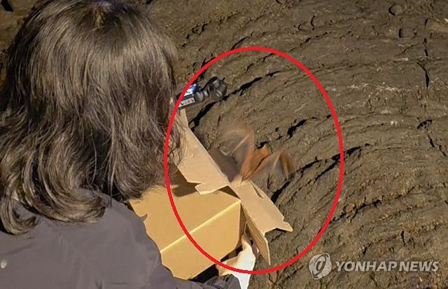 제주 만장굴 붉은박쥐 구조 후 방생