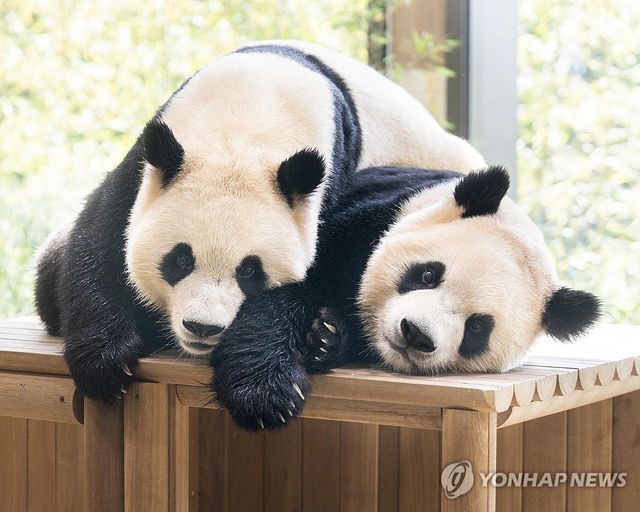 세 살 생일 맞는 에버랜드 쌍둥이 판다