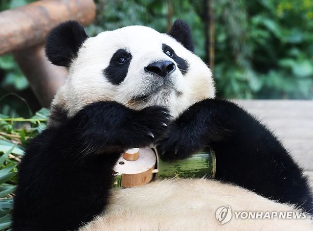 '영원한 아가 판다' 푸바오