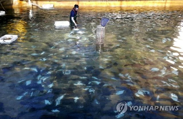 폭염에 폐사한 제주 양식장 광어