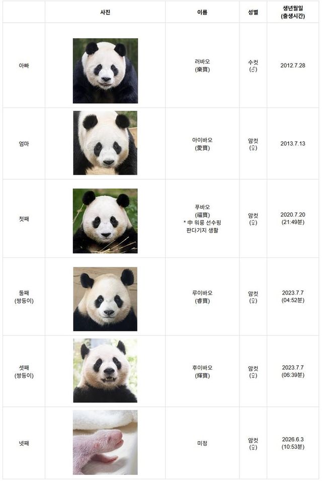 에버랜드 판다 가족