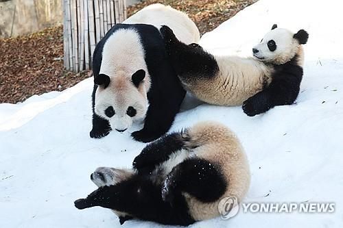 겨울 즐기는 판다 모녀