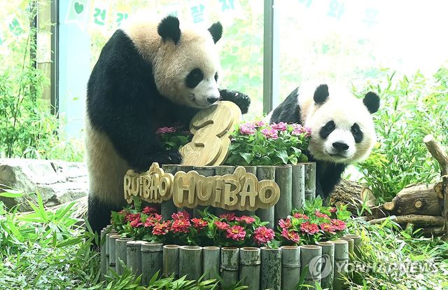 세 살 생일 대나무 케이크 받은 쌍둥이 판다
