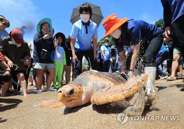 2022년 중문색달해변 바다거북 방류행사