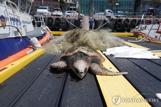 붉은바다거북 사체