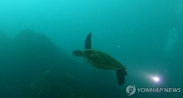 제주 바다 유영하는 붉은바다거북