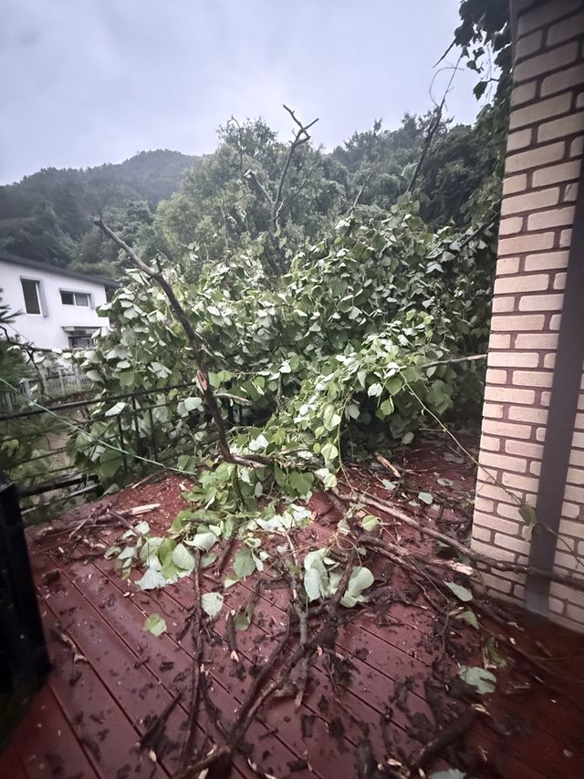 앙평 단독주택가 나무 쓰러짐