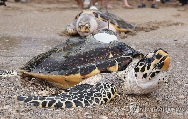 고향 앞으로