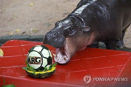 아르헨티나 우승 예측한 태국 스타 새끼 하마 '무뎅'