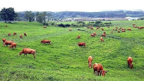 충북도 축산기술연구소 내 초지