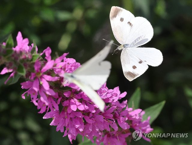 부처꽃에 날아든 배추흰나비