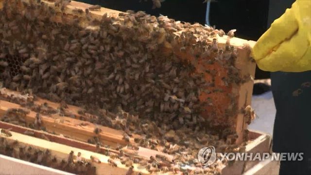 벌통 자료사진