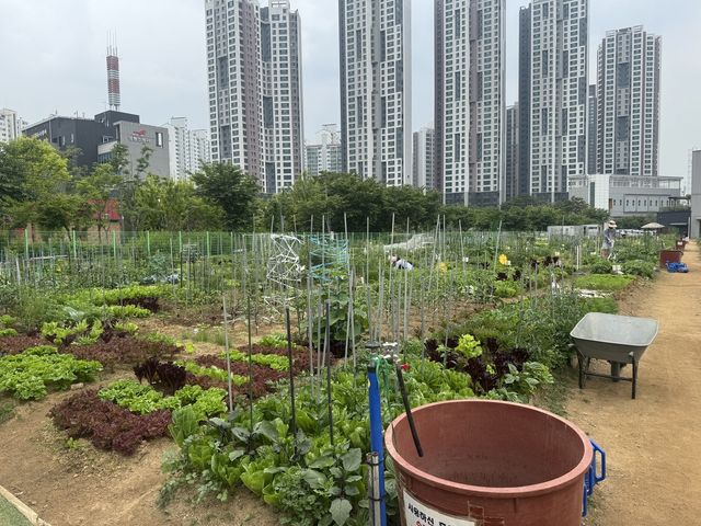 성동구의 자투리 텃밭