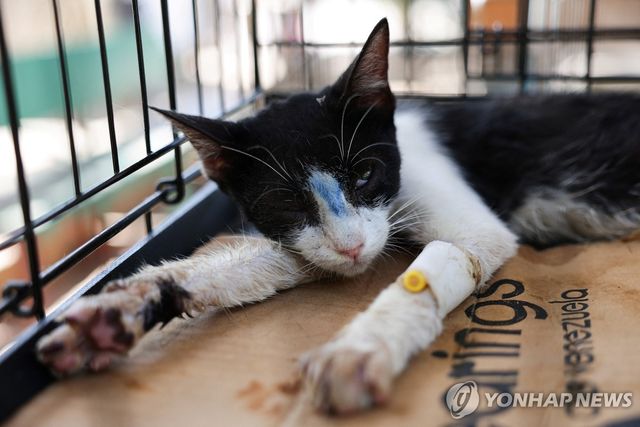 미시온 네바도 동물보호소에 있는 고양이