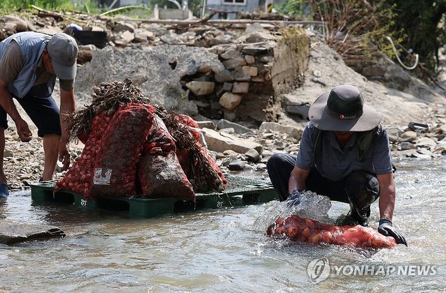 진흙 투성이 양파 씻는 농민