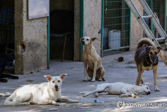미시온 네바도 동물보호소에 있는 유기동물들