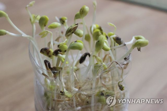 콩나물