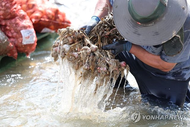 '남은 마늘이라도 건져야지'
