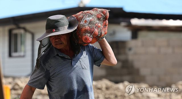 진흙 투성이 양파 옮기는 농민
