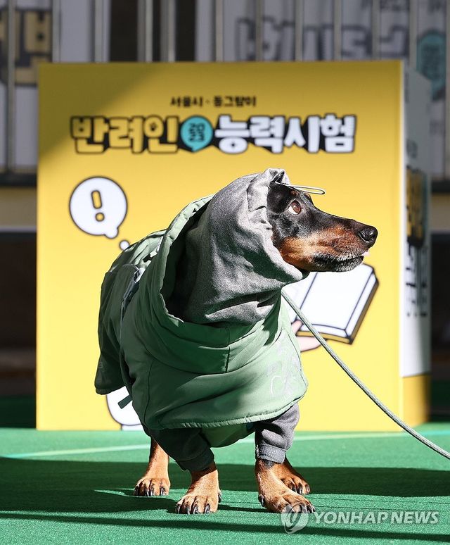 2023 반려인 능력시험 참가한 반려견