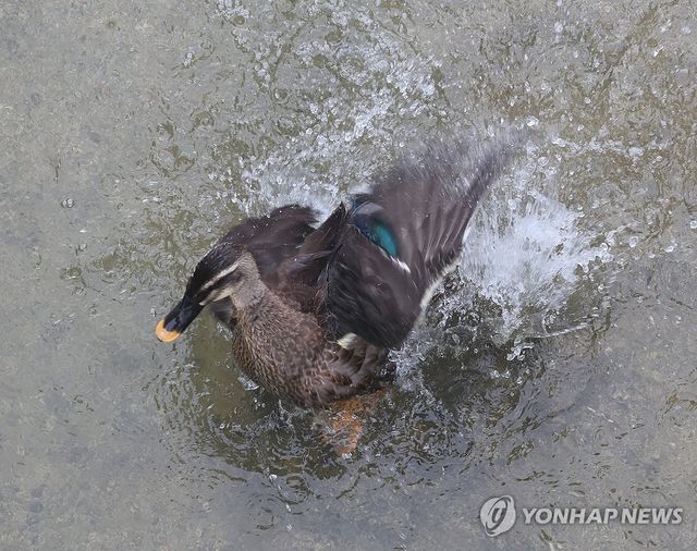 폭우 뒤 폭염…"시원하다, 시원해"