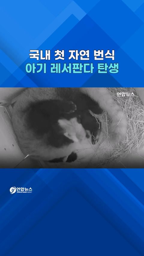 [쇼츠] 쌍둥이 레서판다 탄생 순간…국내 첫 자연번식 성공 - 2