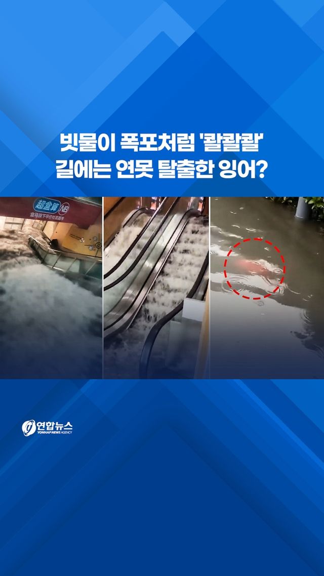 [쇼츠] 빗물이 폭포처럼 '콸콸콸'…길에는 연못 탈출한 잉어? - 2