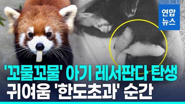 [영상] '꼬물꼬물' 아기 레서판다 탄생 순간…국내 첫 자연번식 성공 - 2