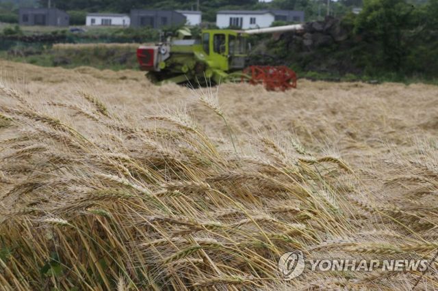 우리 밀 수확