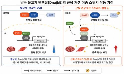 'Dnajb5' 작동 메커니즘