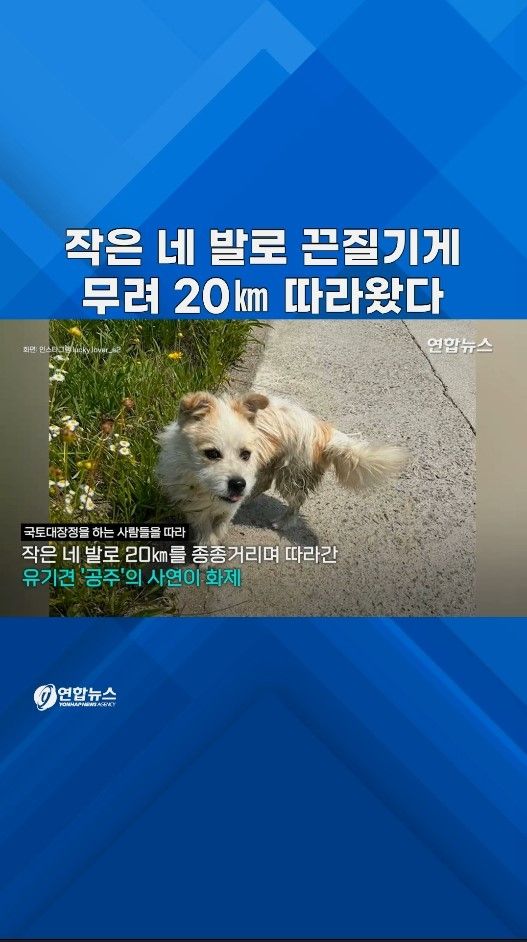 [쇼츠] 작은 네 발로 끈질기게…무려 20㎞ 따라온 유기견 - 2