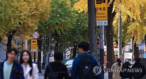 은행나무 자료사진