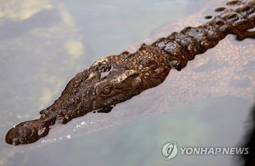 나일 악어. 기사 내용과 직접 관련 없음