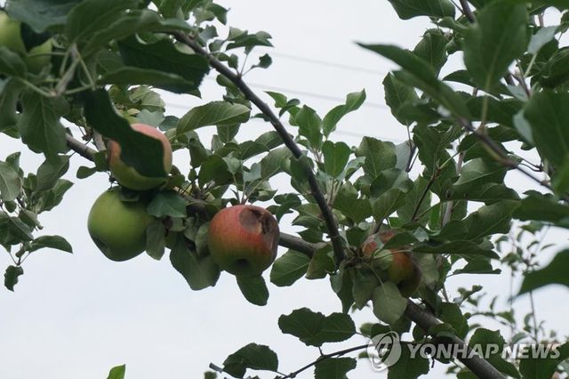 탄저병 걸린 사과