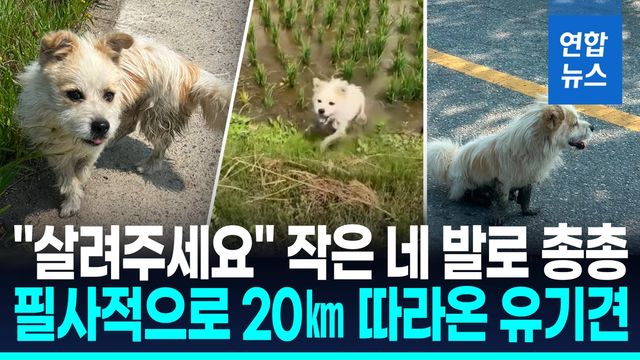 [영상] 작은 네발로 20㎞ 따라온 강아지…국토대장정 일행 맴돈 이유는? - 2