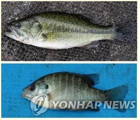 배스(위)와 블루길