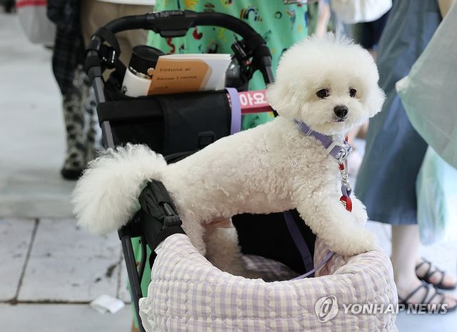 유모차 타고 펫페어 찾은 강아지