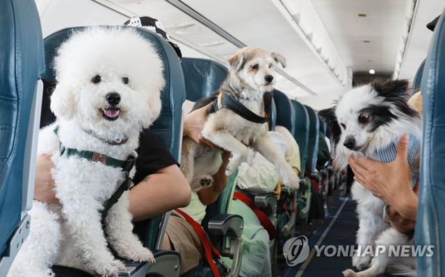 반려견과 함께하는 제주 여행