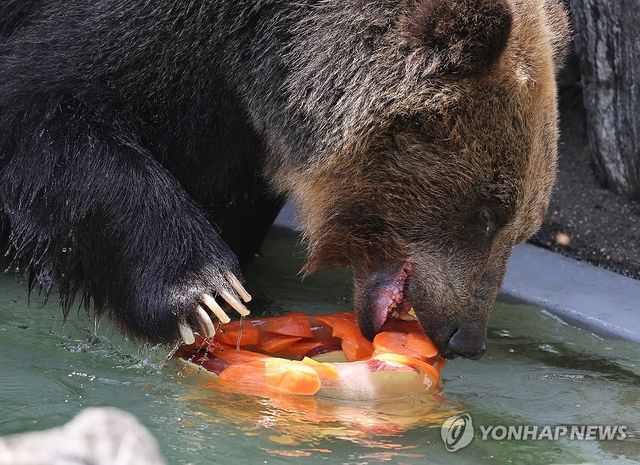 폭염에 얼음 특식 받은 불곰