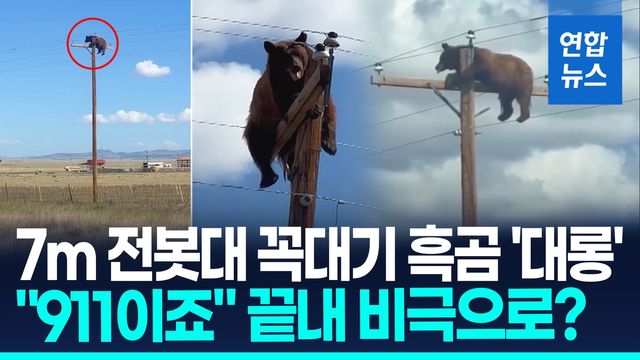 [영상] 7m 전봇대 꼭대기에 흑곰 '바들바들'…"911이죠?" 신고했지만 - 2
