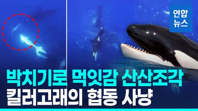 [영상] 범고래의 '킬러 본능'…2t 개복치 들이받아 산산조각 - 2
