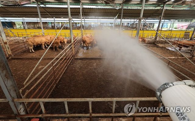 폭염에 가축도 헉헉