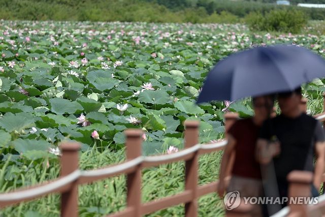 만개한 홍련 위로