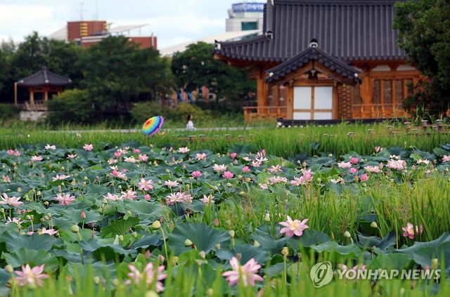 연꽃 물결
