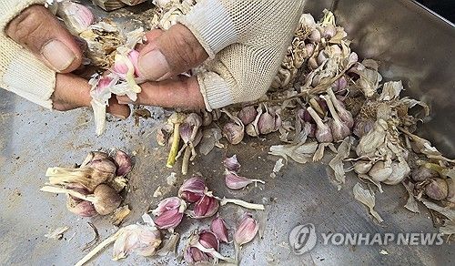 이런 게 '벌마늘' 현상