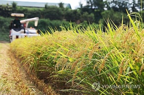 폭염 속 벼 베기