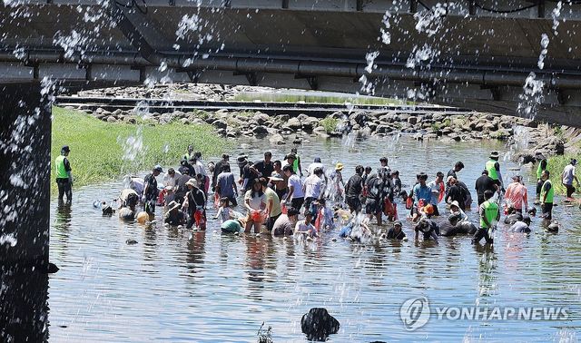 "장어 잡고 더위 잊자"…제주 월대천 장어 잡기