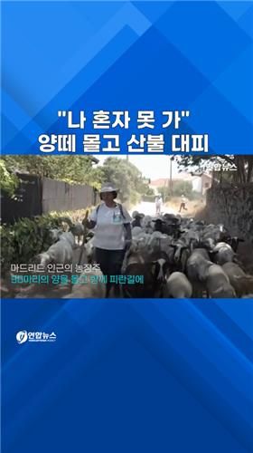 [쇼츠] "나 혼자 못 가"…양떼 몰고 산불 대피 - 2