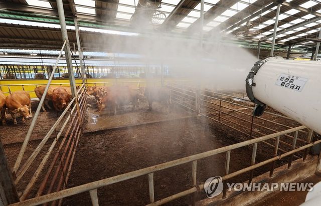 폭염에 가축도 헉헉