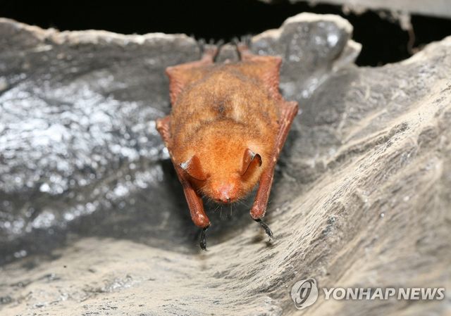 천곡황금박쥐동굴에 출현한 황금박쥐